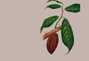 Cacao